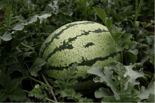 2023年6月网红吃瓜,盘点热门事件与幕后真相 第3张 2023年6月网红吃瓜,盘点热门事件与幕后真相 第3张